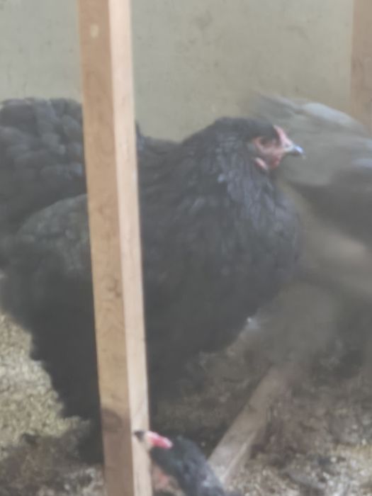 Петух и Куры брама чёрный алмаз и голубой брама семейка