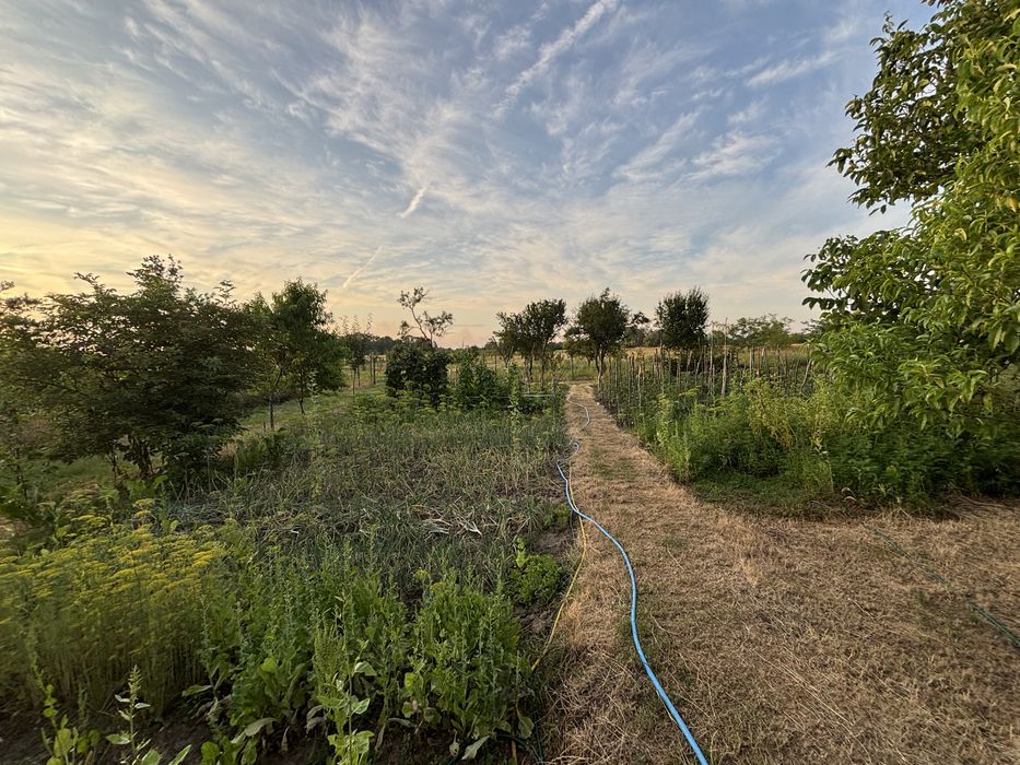 Casă și teren 3.300 mp – Țuțulești, Argeș | deschidere 18 m la stradă principală