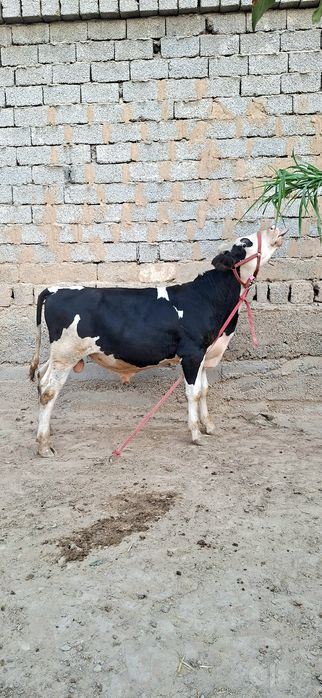 Simental gibrid buqacha sotiladi.