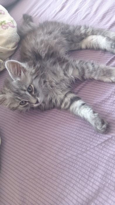 Продам котёнка 4 месяцный