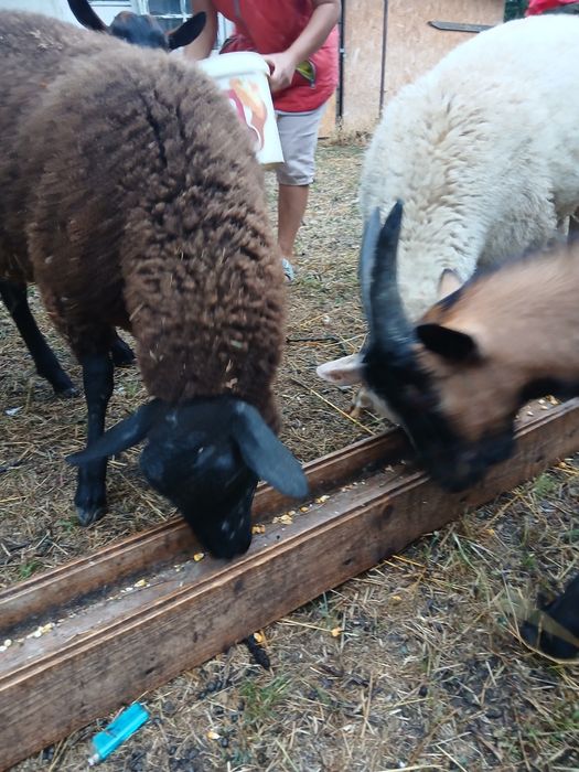 Berbecutii freza germana cel negru si vriza cu lacun, varsta 4 luni jumate ambii