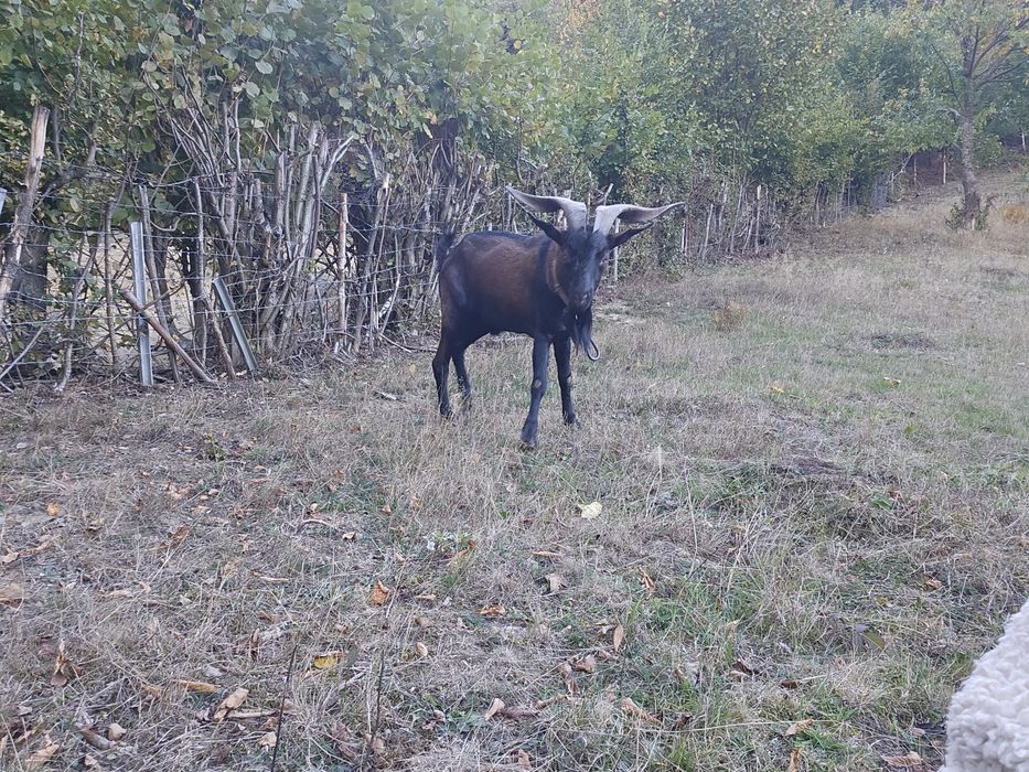 Țap alpin cu anglonubian