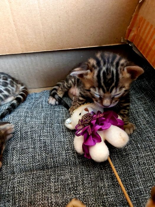 Котята с рисунком Леопарда. БЕНГАЛЬСКИЕ