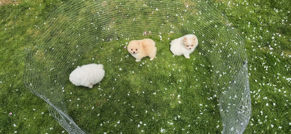 мъжки и женски  померанчета,померан