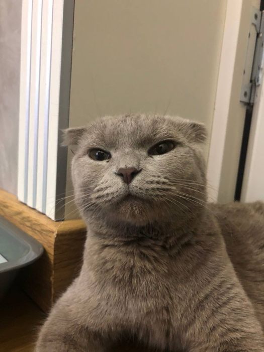 продается дом. животное котеныши