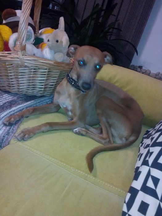 Малка италианска хрътка. Левретка