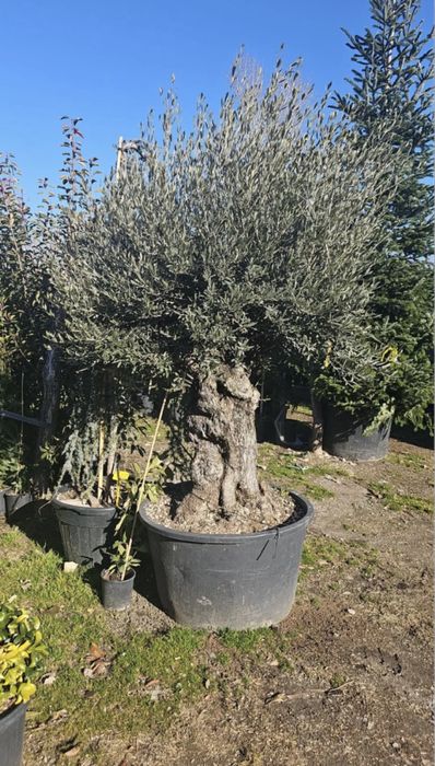 Măslin bonsai și secular de vânzare