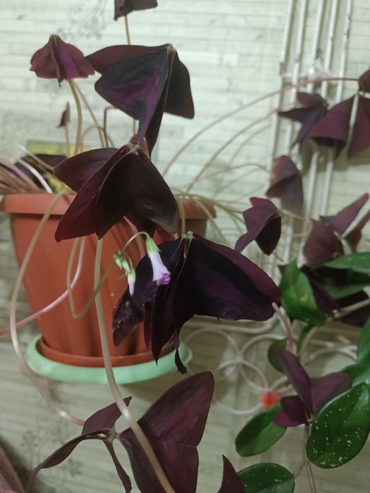 Комнатное растение  кислица бабочки