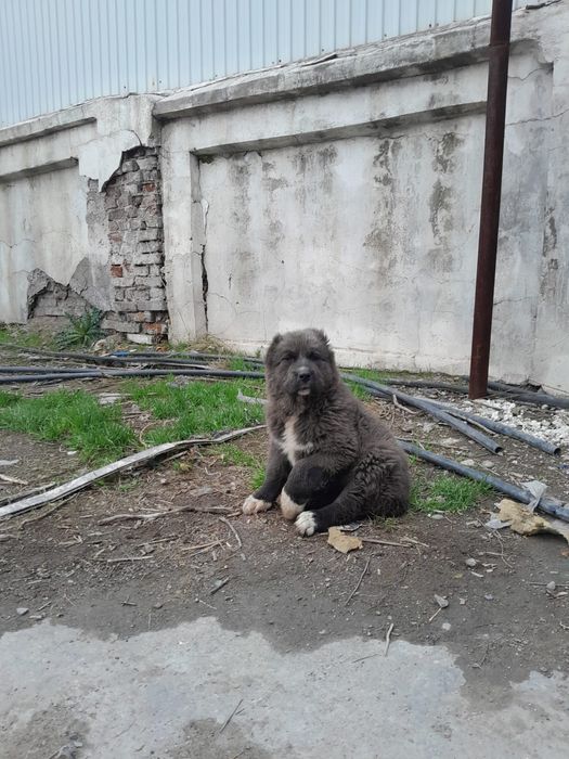 Ургашы күшік сатылады и вариант бар