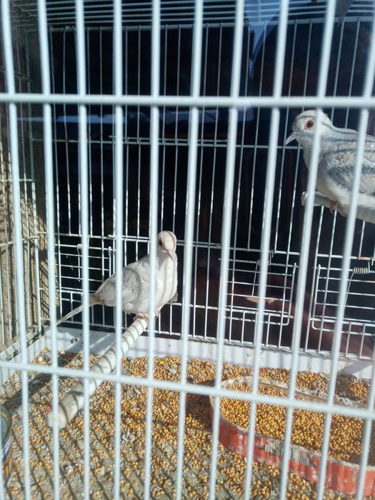 Turturele diamant ( o pereche matură și pui lor )