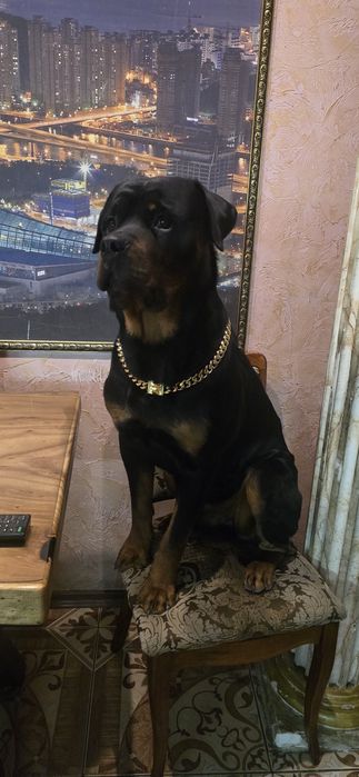 Кобель в поисках невесты