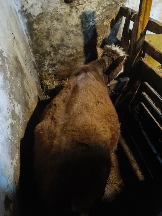 Продаю два бычка две телки