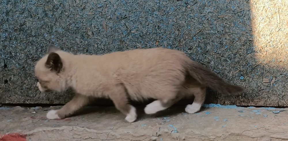 Отдам котят в хорошие руки