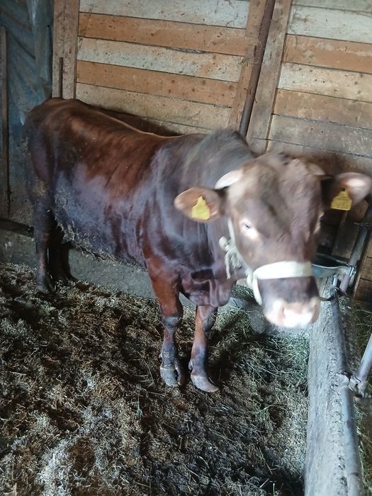 Vând taur de rasă vârstă 1 an jumate