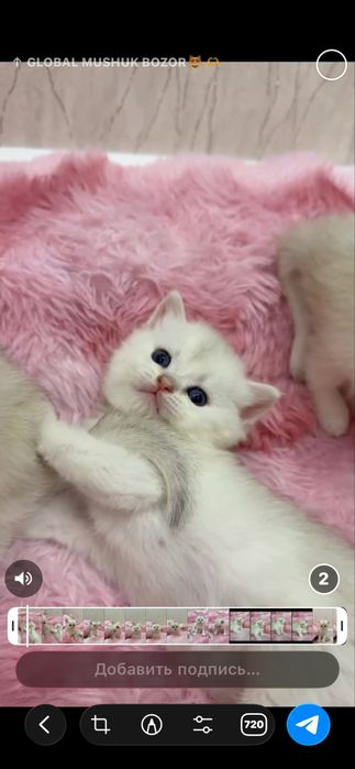 На продаже котята