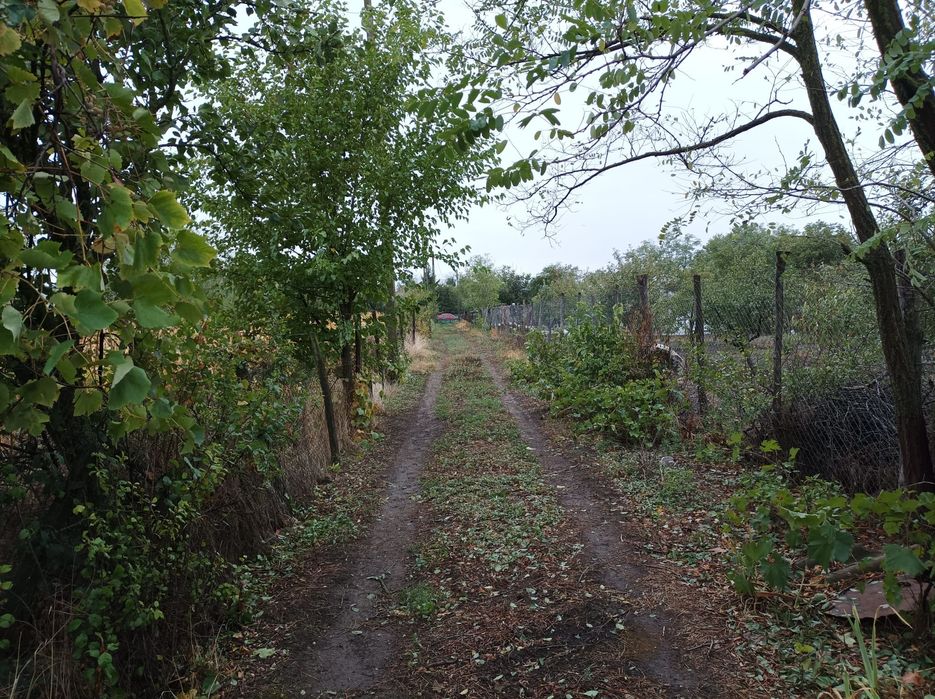 Casă bătrânească cu teren 3.500 mp, vie, pomi și utilități – ideală pe