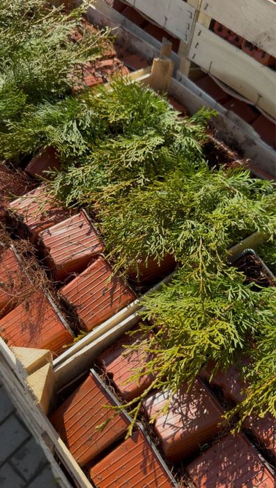 Туи бельгийские