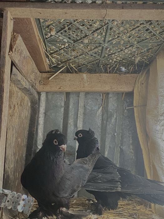 Жук голуби пара