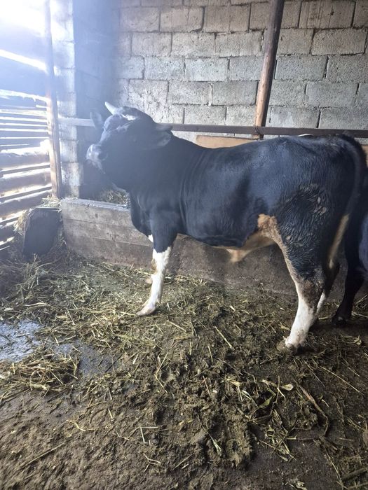 Vitel de vanzare,6500 lei PRET NEGOCIABIL