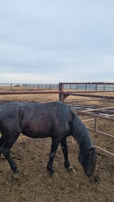 Айғыр сатылады..