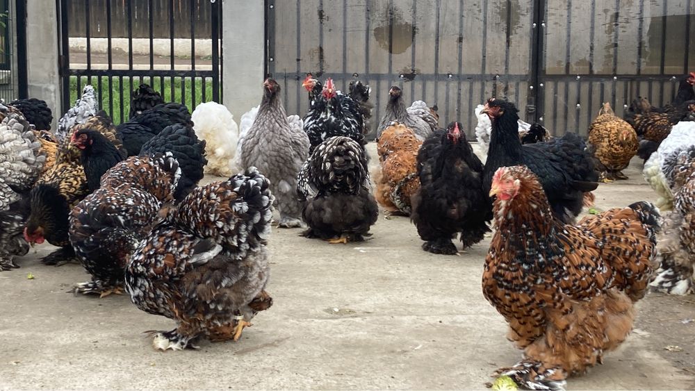 Oua Cochinchina urias diferite varietati de culoare