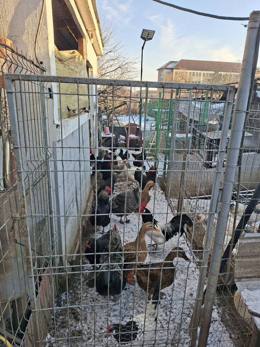 Vând gaini cocoși si pui de curte famili de păsări de rasa