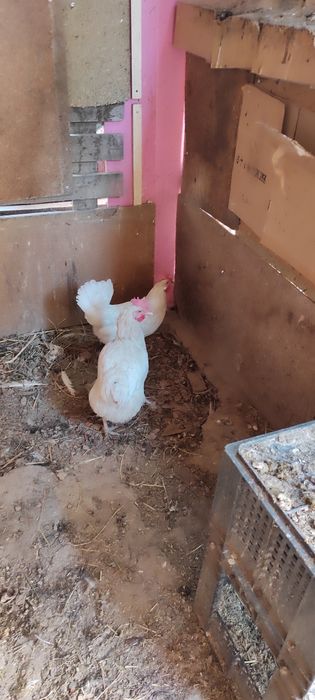 Куры домашние,несутся
