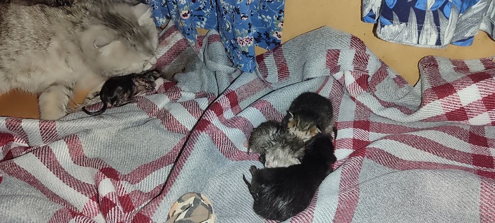 Котята шотландские ,бронь.