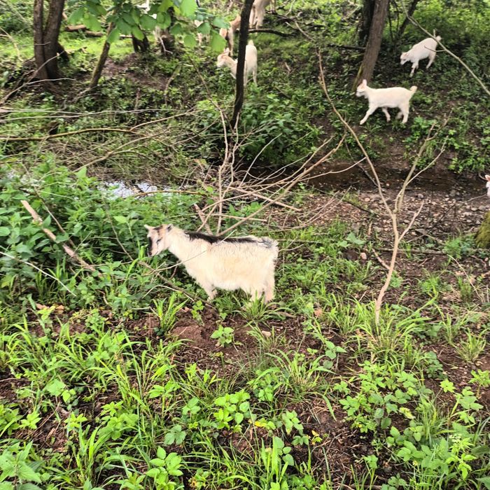Animale de vanzare