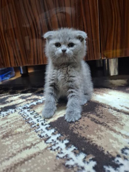 Продаются котята породы скоттиш фолд