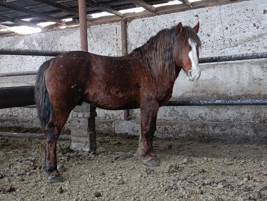 Продам жеребца новоалтаец