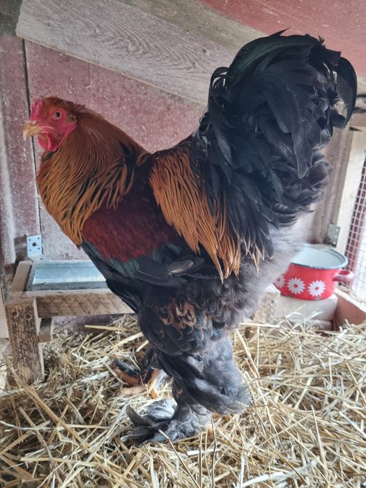 Vând cocoș din rasa de găini brahma potarnichiu