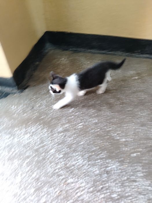 Adopție pisoias!!!