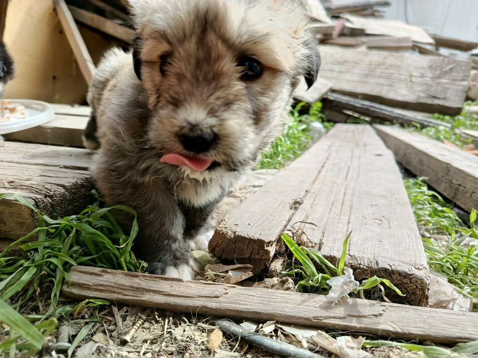 Щенки в добрые руки