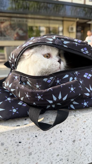 Кошка персидская мальчик