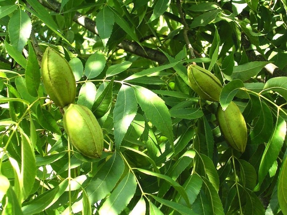 Nuc Pecan (Soiul Texas )