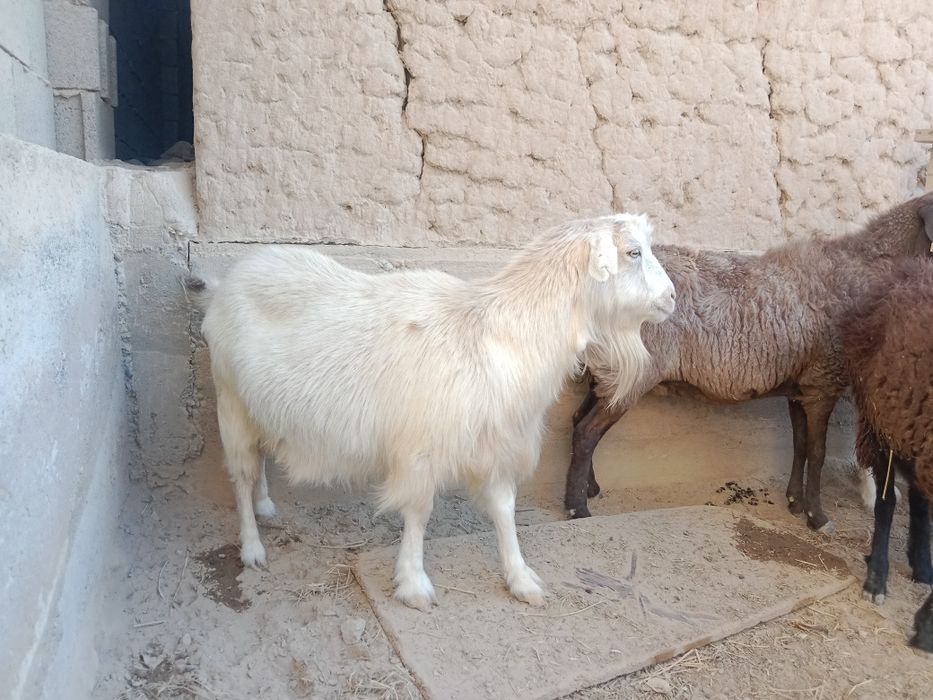 Қыздардың көңіл көтерген видеосы