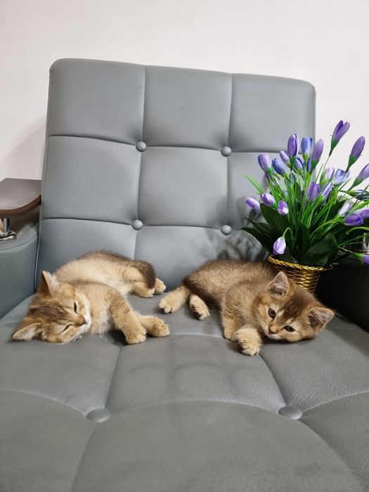 Sotilyapti Britanskiy zolataya shinshilla toza qon