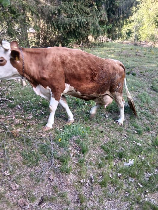 Vând vacă cu vițel