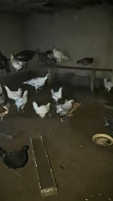 Үй тауықтары сатылады.