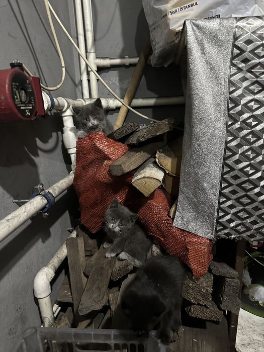 Котята крысоловы