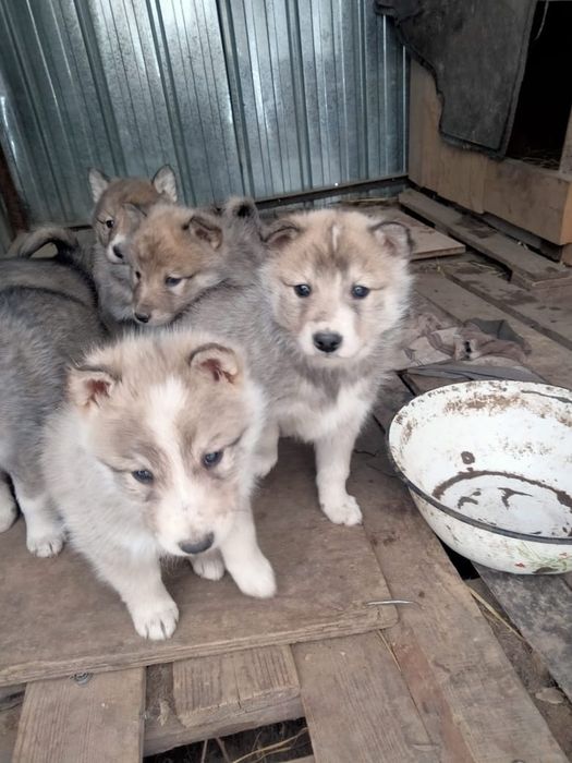 Чистокровные щенки лаек