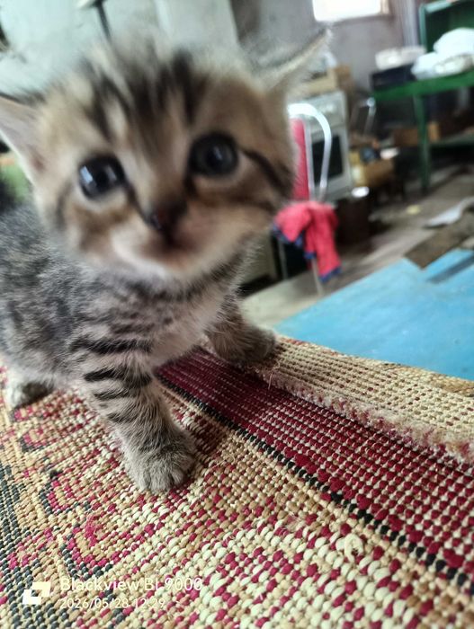 котята красивые  в добрые руки