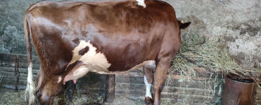 Молочная здоровая корова