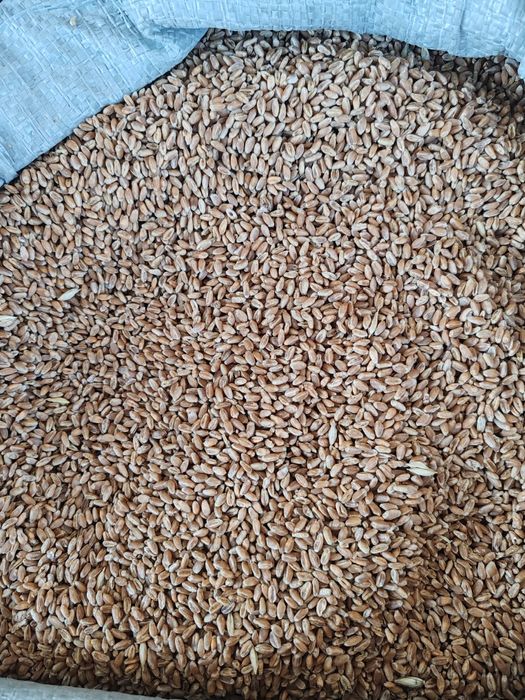 Пшеница сухая чистая красная