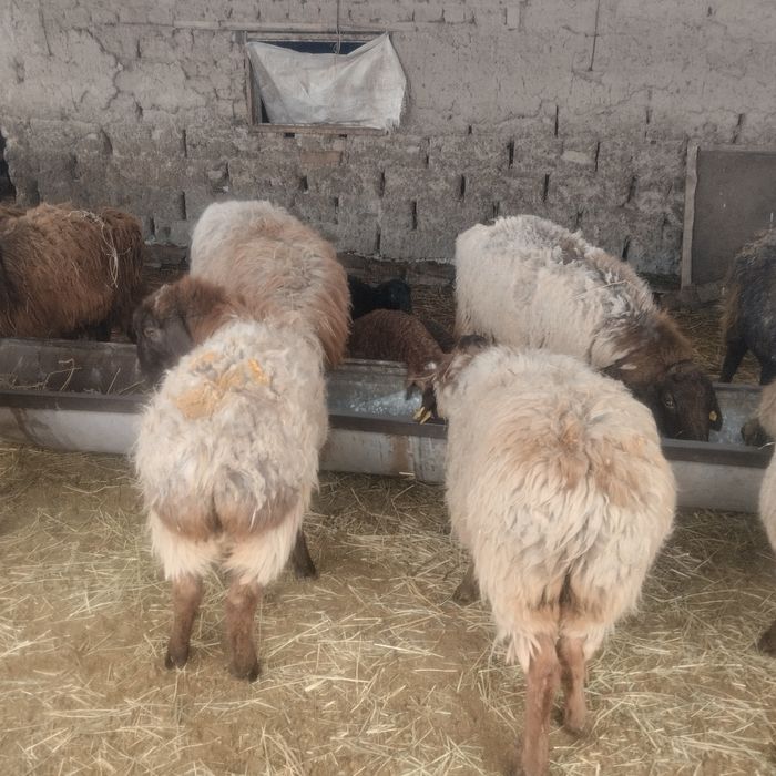 Қозылы қойлар сатылады 10 бас