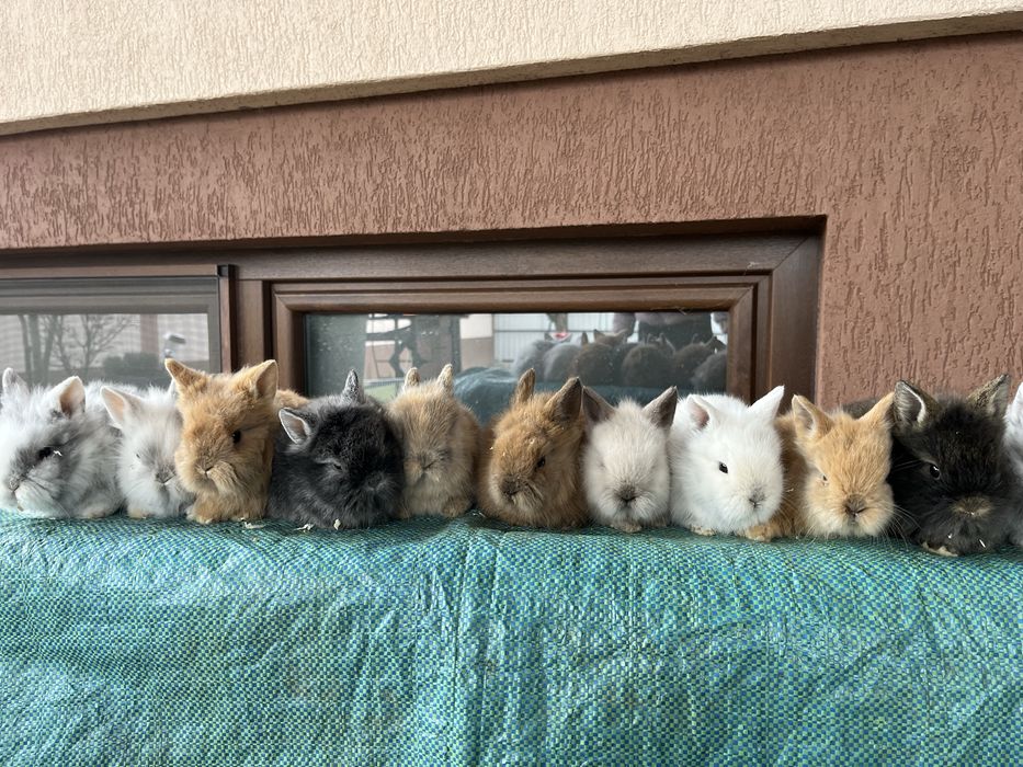 Iepurasi cap de leu pitic