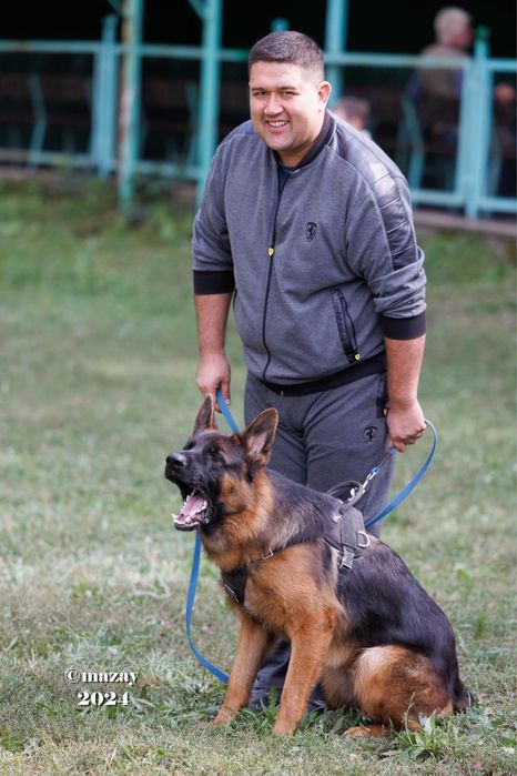 Немецкая овчарка щенки