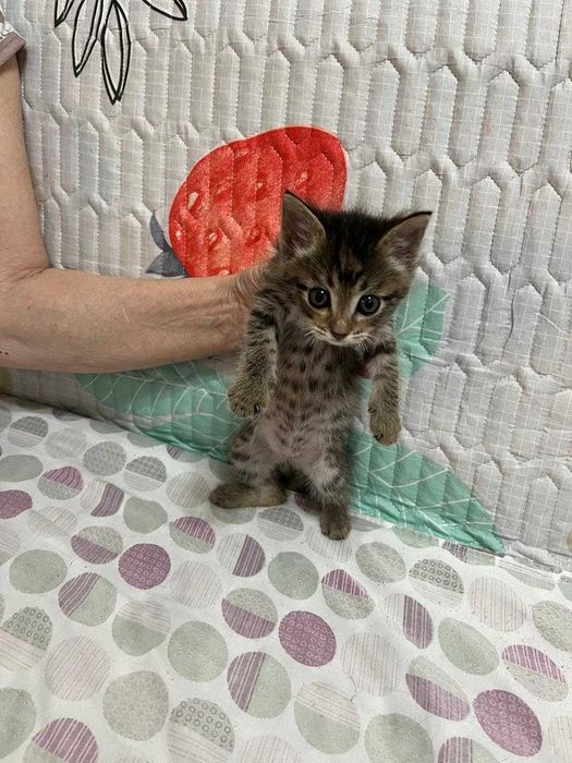 Котёнок ищет дом