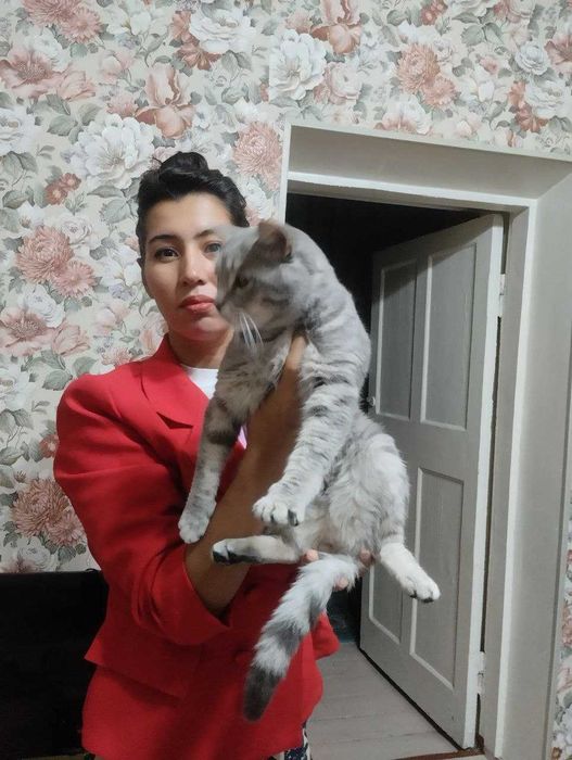 Шикарный домашний кот в добрые руки